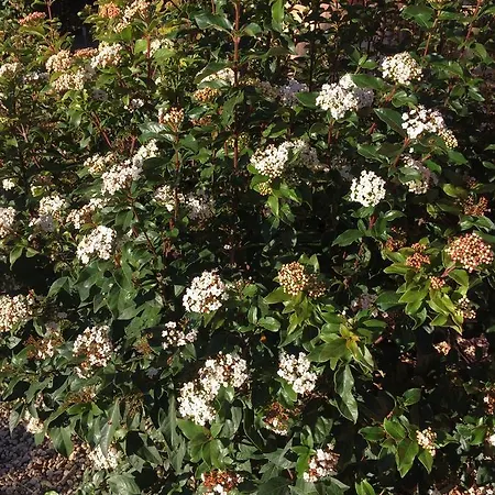 Buenavista (adults Only) 4*