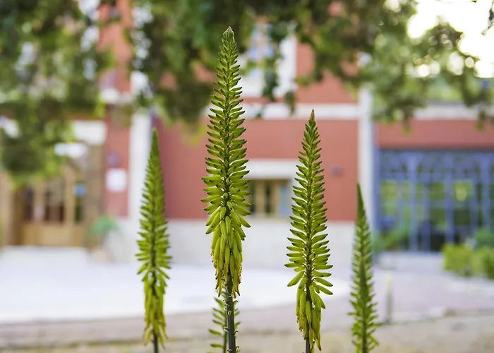 Buenavista (adults Only)