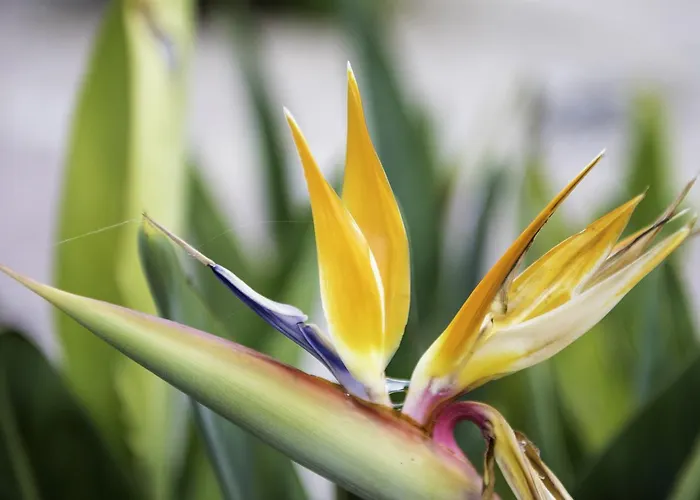 Buenavista (adults Only) Hotel