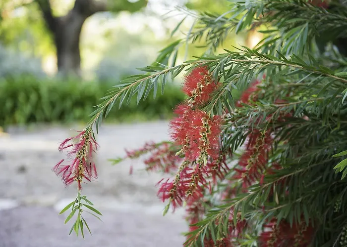 Buenavista (adults Only) Dénia