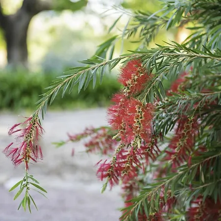 Buenavista (adults Only) Денія